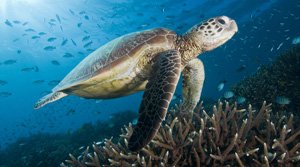 Green Turtle Green Turtle